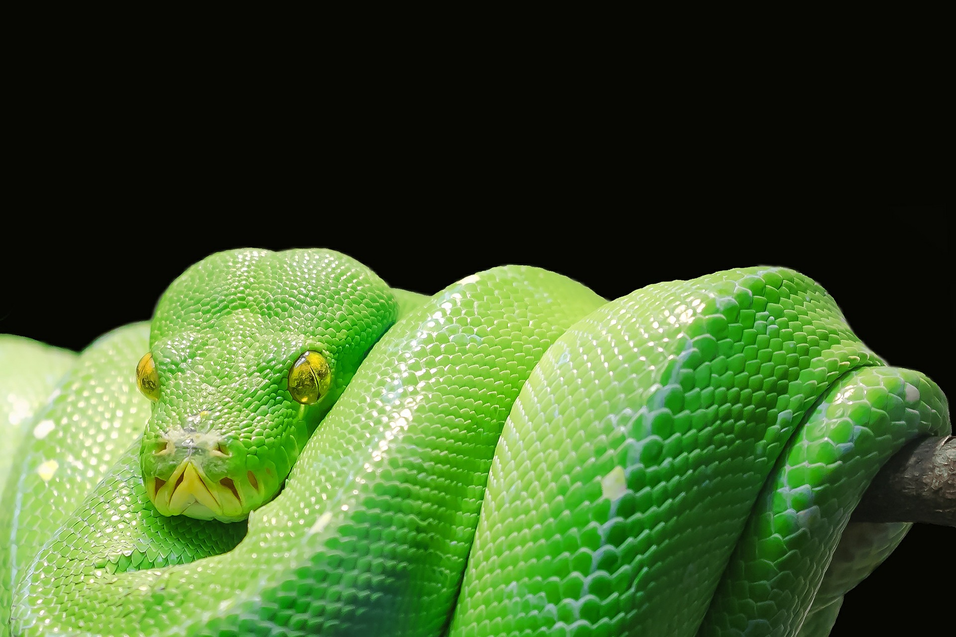 green-tree-python-543243_1920.jpg