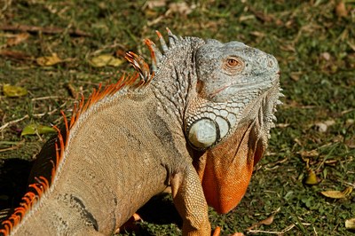 iguana-385016_1920.jpg
