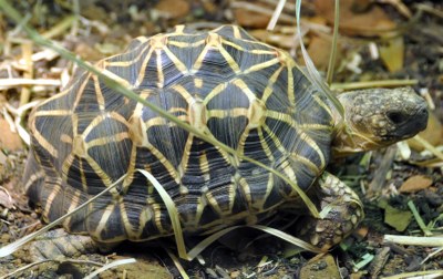 Indian Star Tortoise 2.jpg