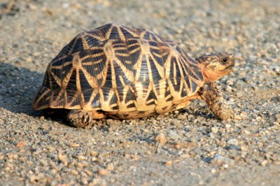 Indian Star Tortoise.jpg