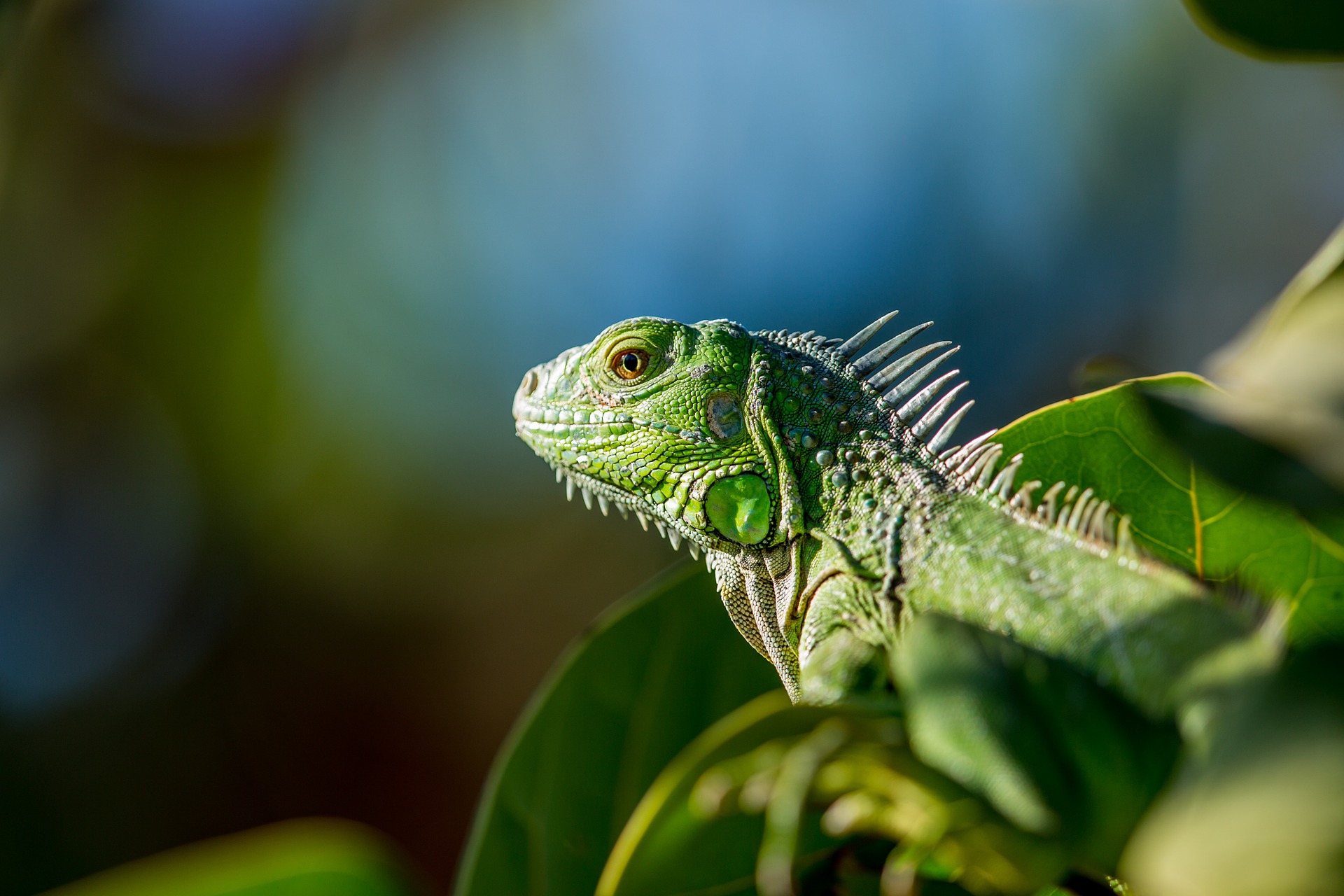 lizard-731336_1920.jpg