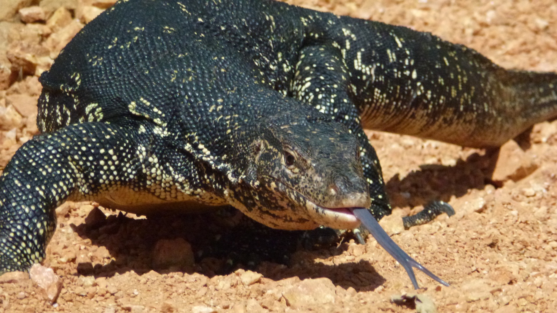 monitor-lizard-775420_1920.jpg