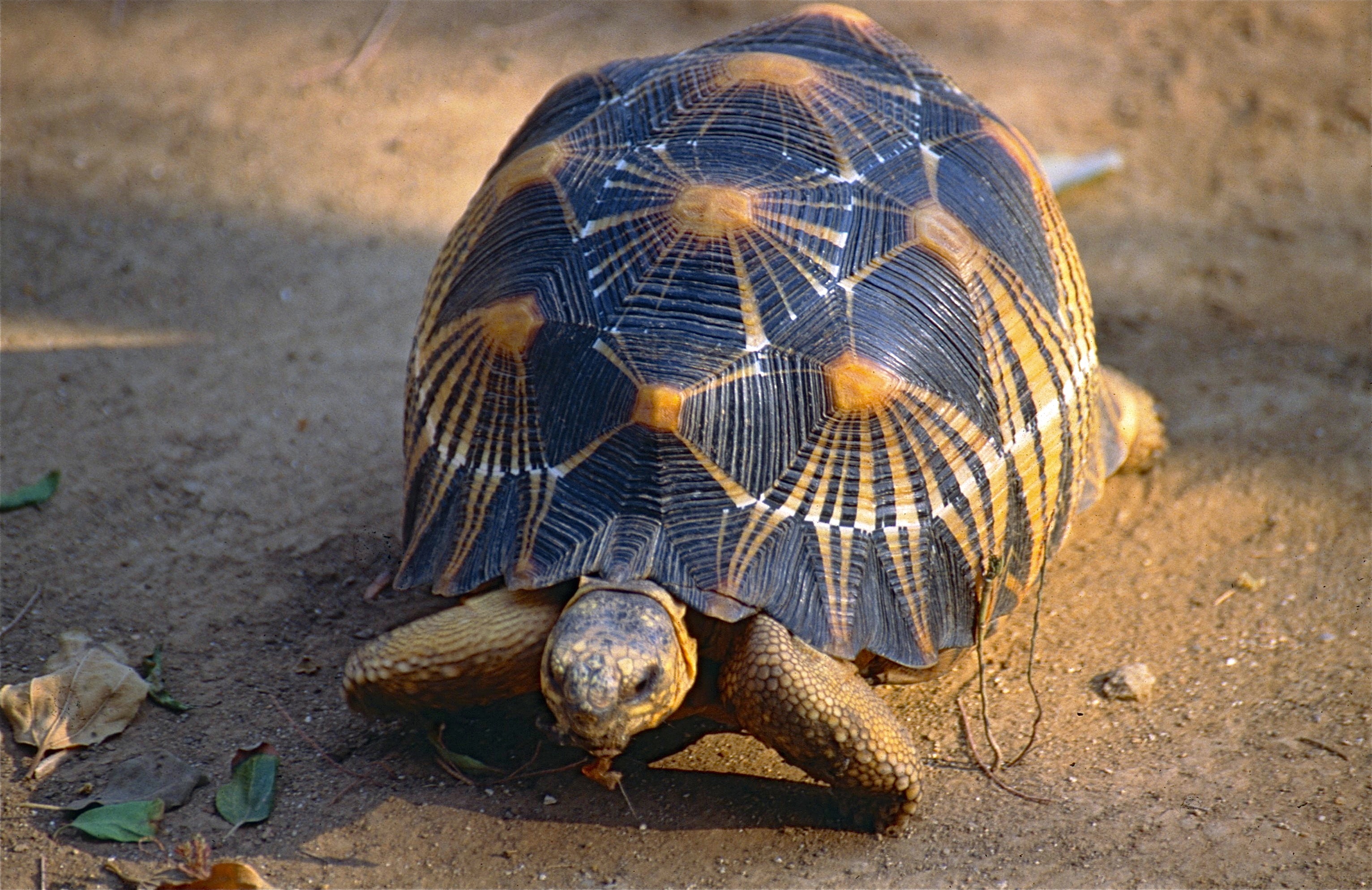 Вперед в черепахе. Мадагаскарская Лучистая черепаха. Мадагаскарская клювогрудая черепаха. Мадагаскарскаяклювогрудная черепаха. Лучистая черепаха Astrochelys Radiata.