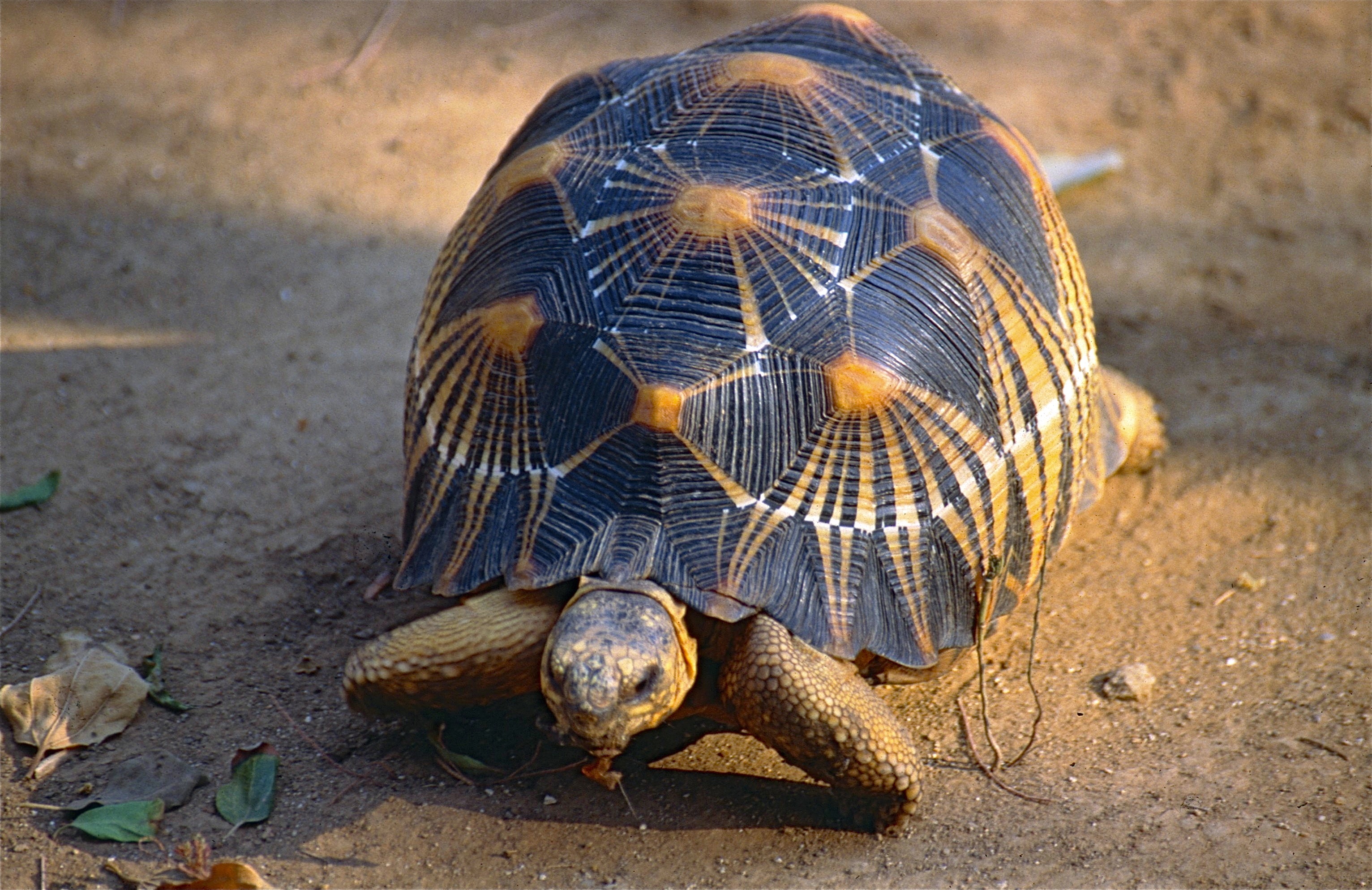 Radiated Tortoise.jpg