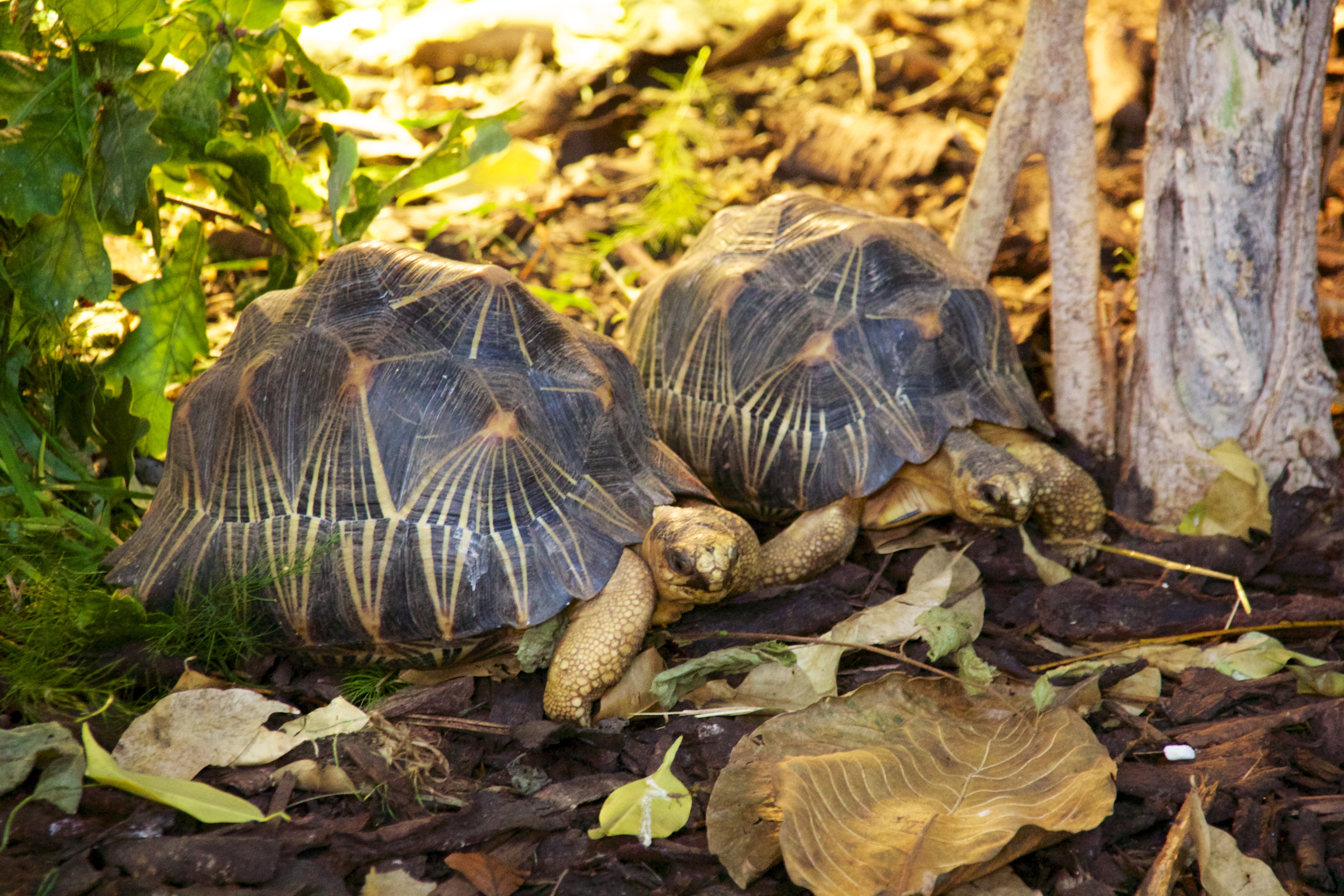 Radiated Tortoises 2.jpg