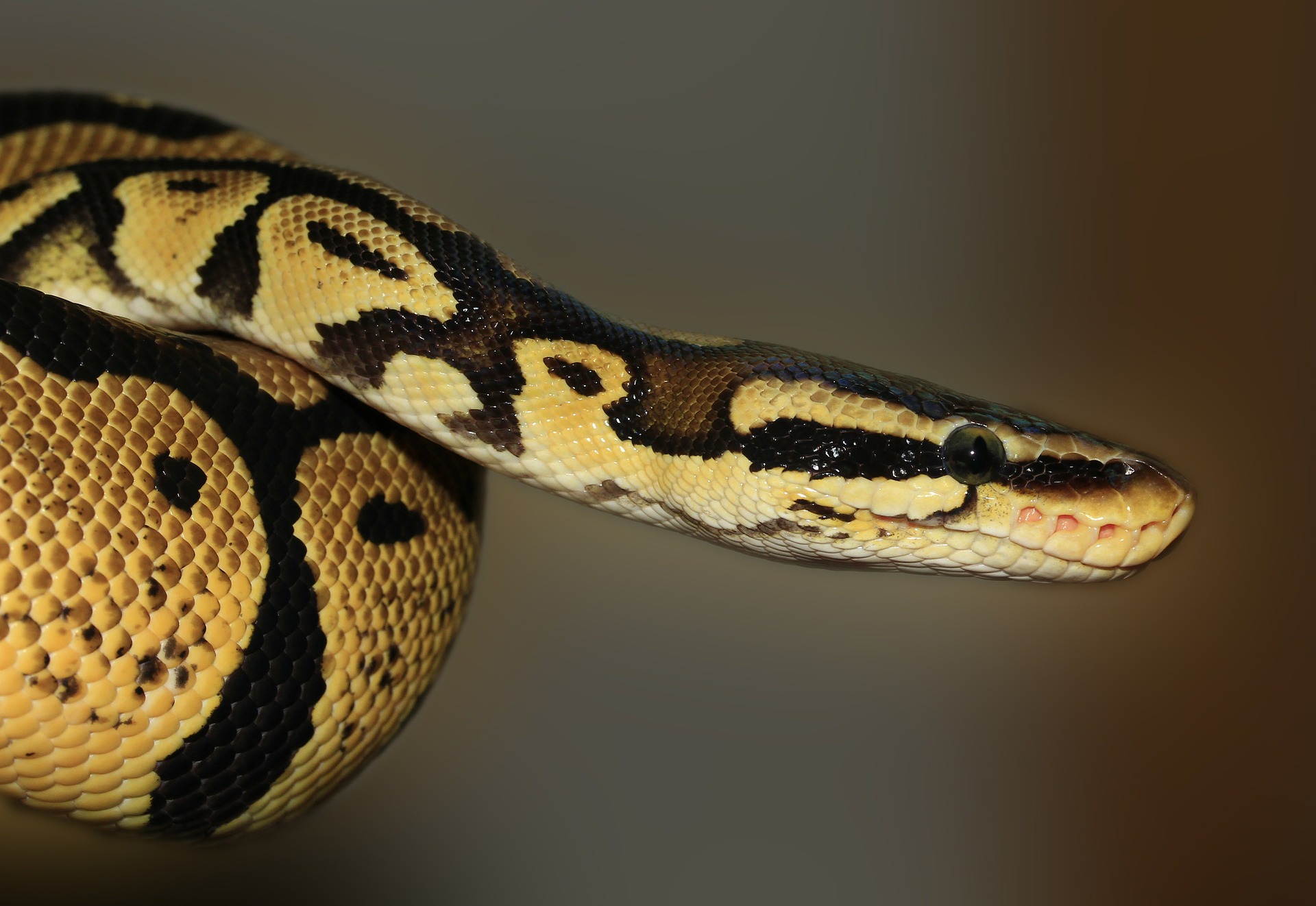 snake-419043_1920.jpg