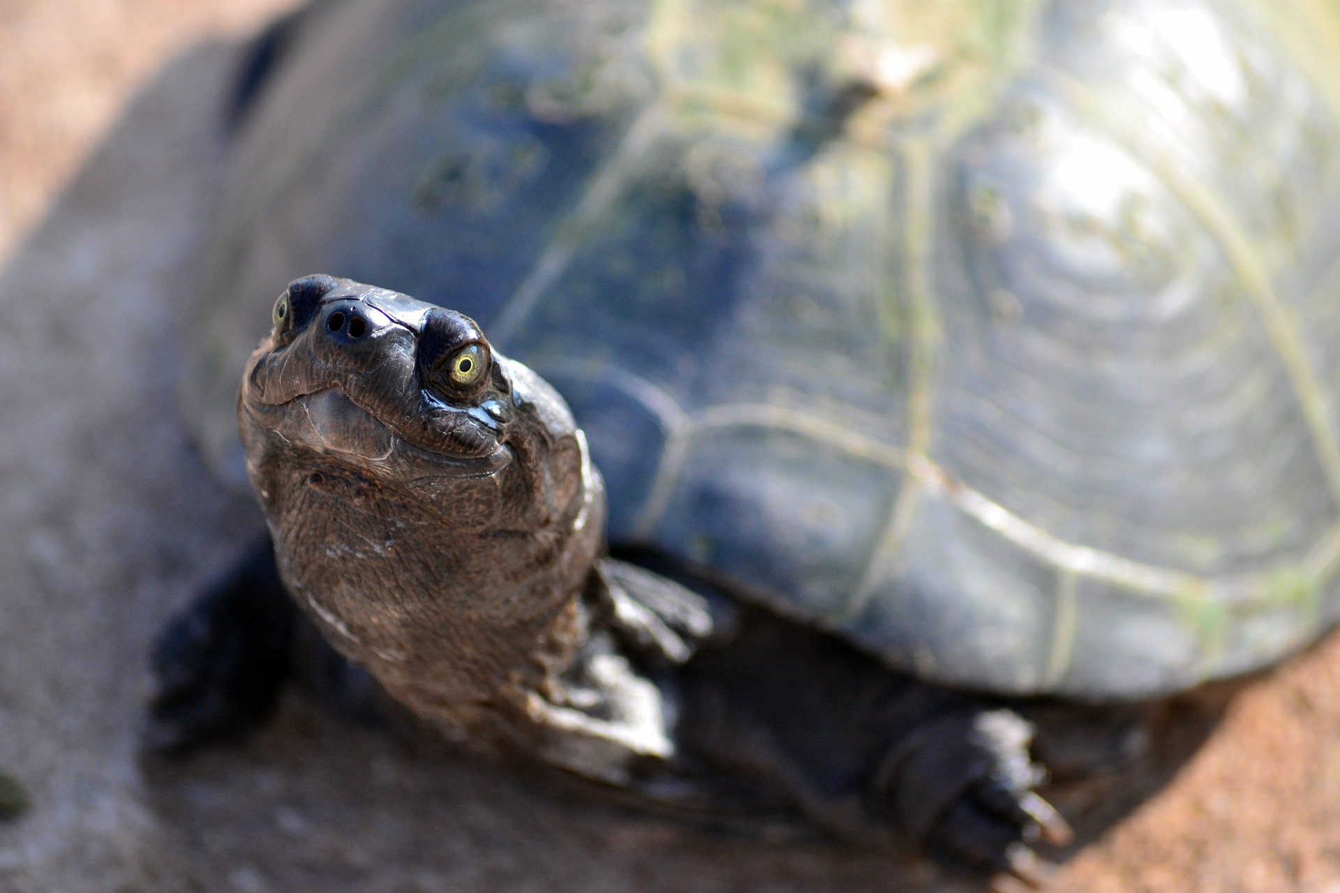 terrapin-411853_1920.jpg