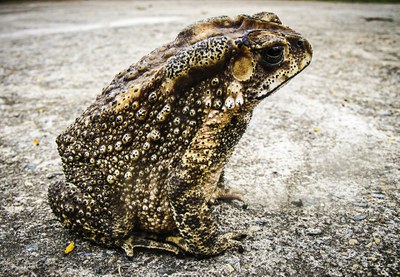 toad-185994_1920.jpg