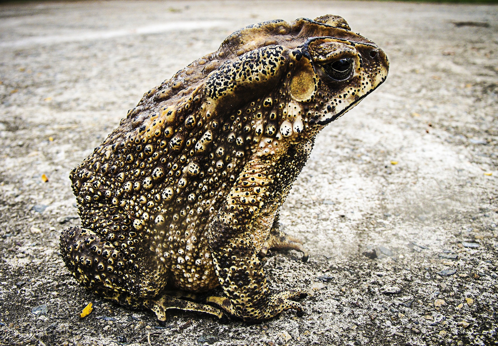 toad-185994_1920.jpg.