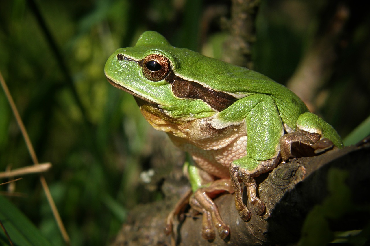 tree-frog-474949_1280.jpg