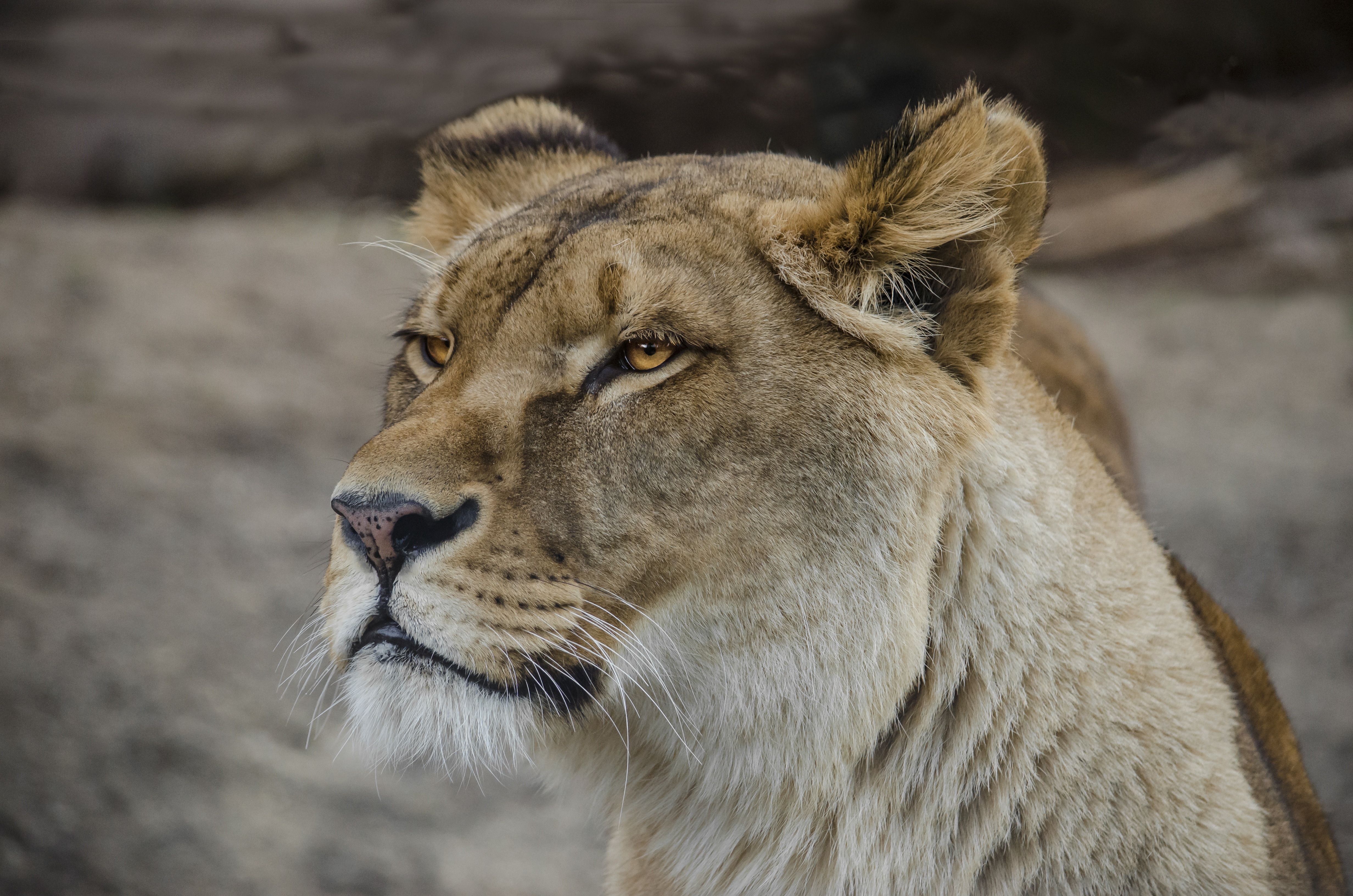 lion-world-3065283.jpg