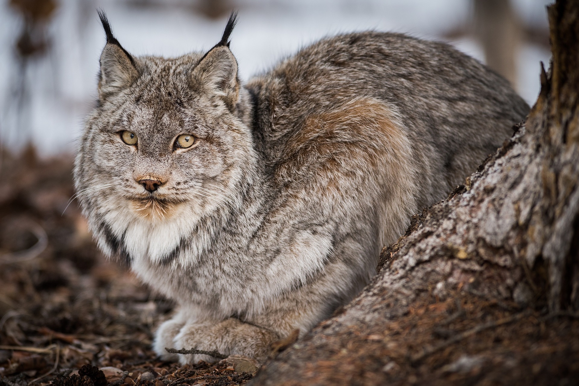 bobcat-3707253_1920.jpg