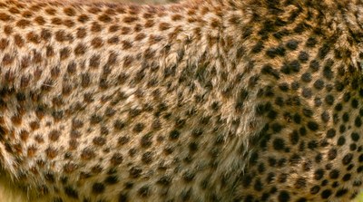 cheetah-1128798.jpg