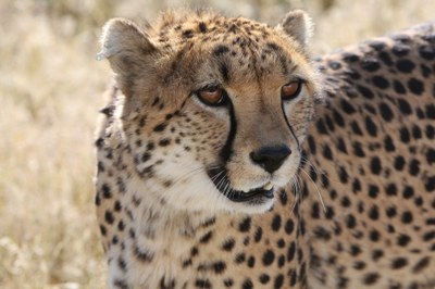cheetah-2116775.jpg