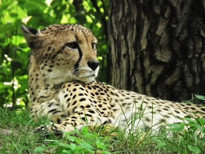 cheetah-425468.jpg