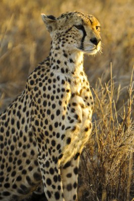 cheetah-591855.jpg