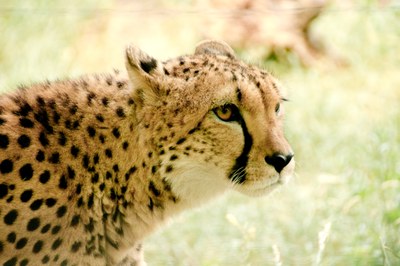cheetah-831574.jpg