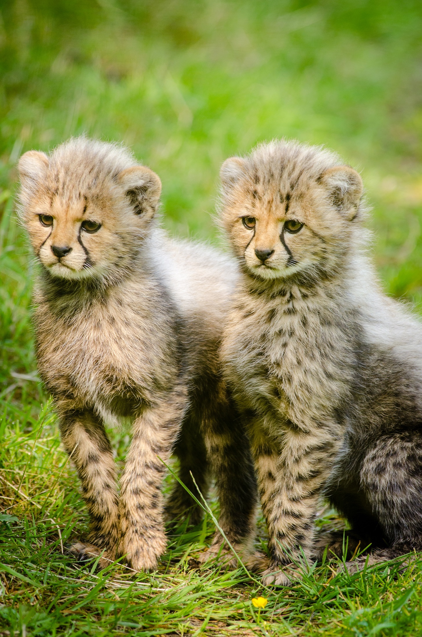 cheetahs-1563644.jpg