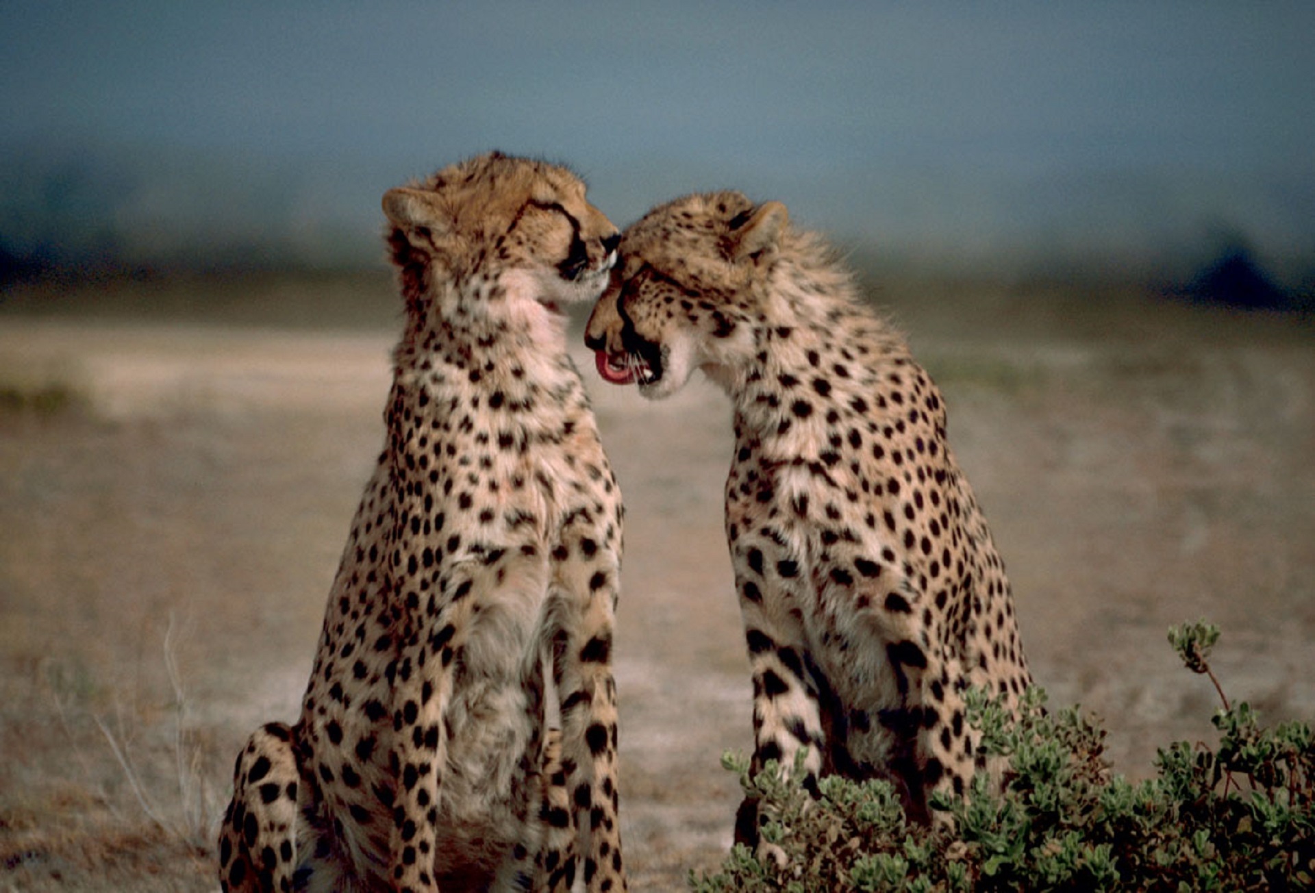 cheetahs-596744.jpg