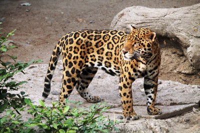 jaguar-1727406.jpg