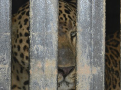 leopard-140330_1920.jpg
