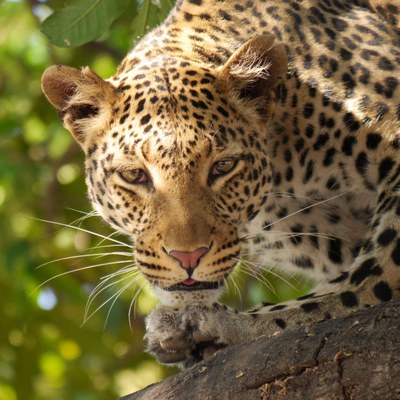 leopard-226136.jpg