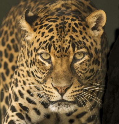 leopard-2798929_1920.jpg