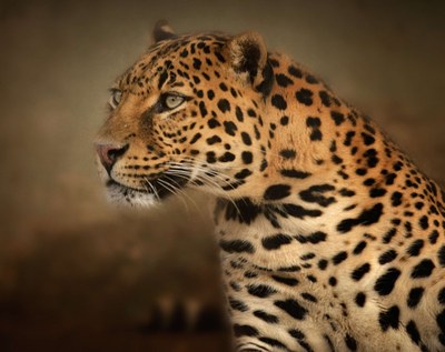 leopard-2801369.jpg