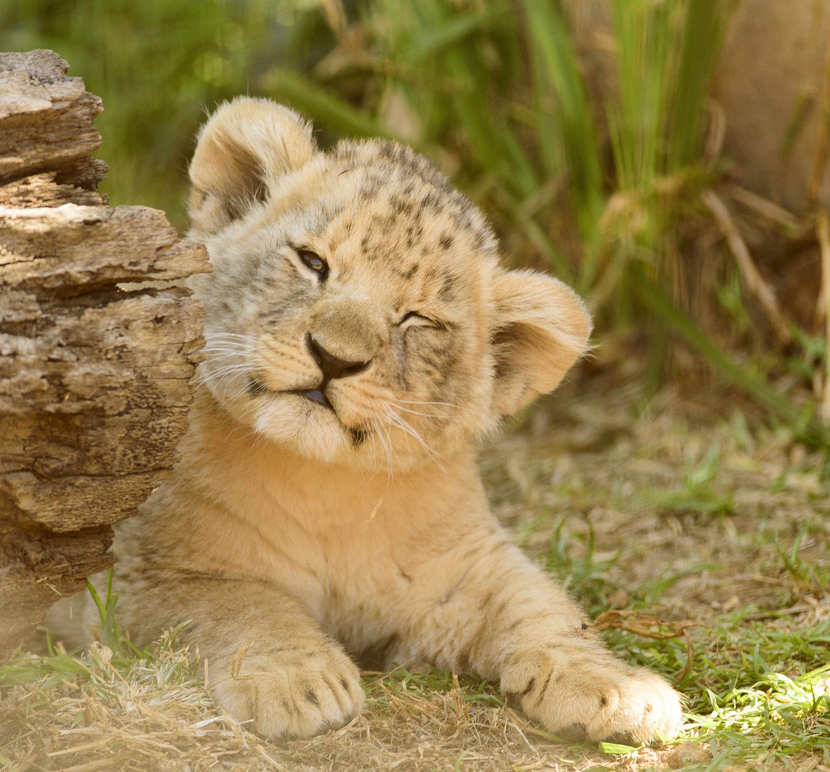 lion-cub-2808197.jpg