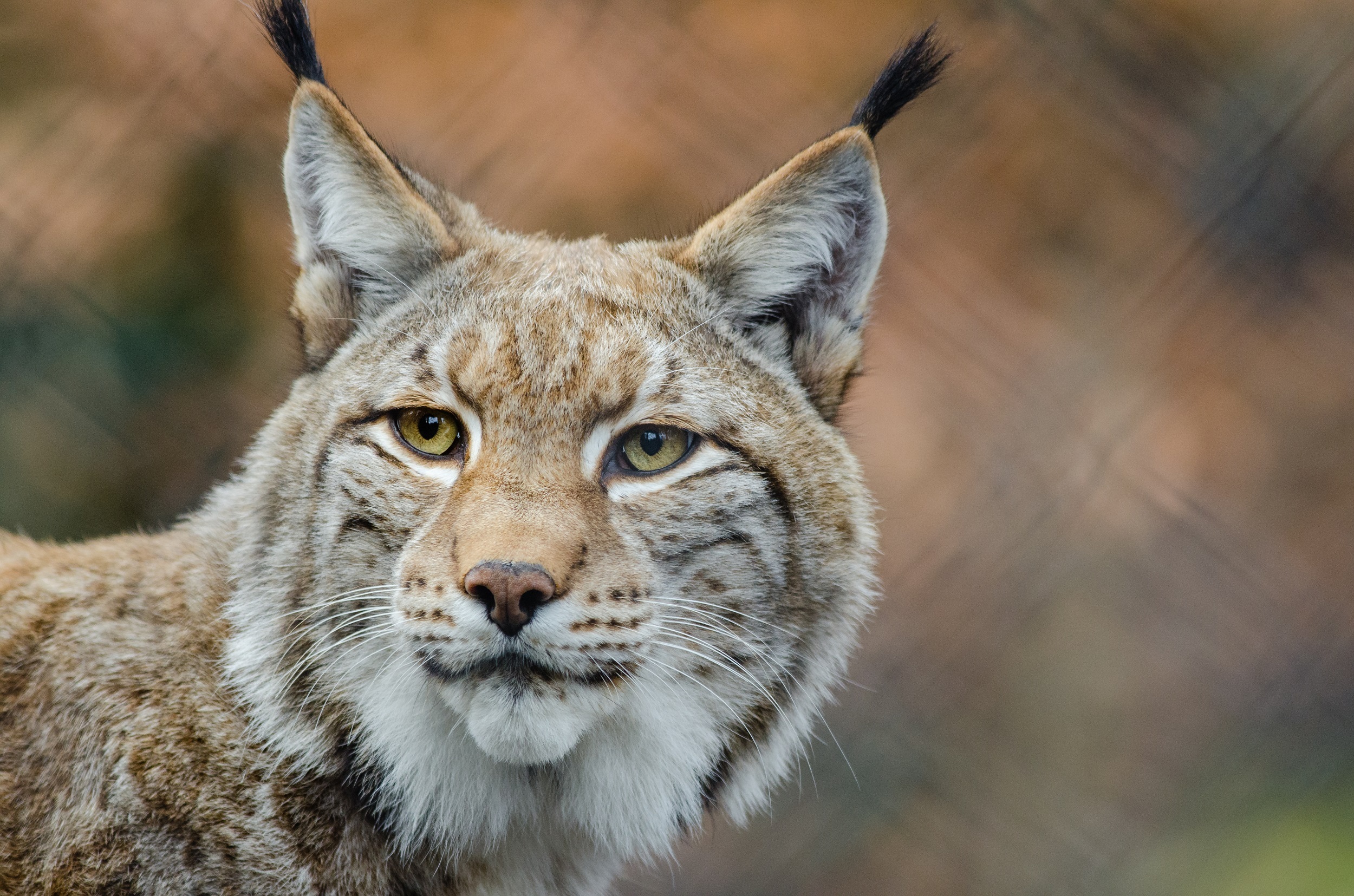 lynx-1019069.jpg