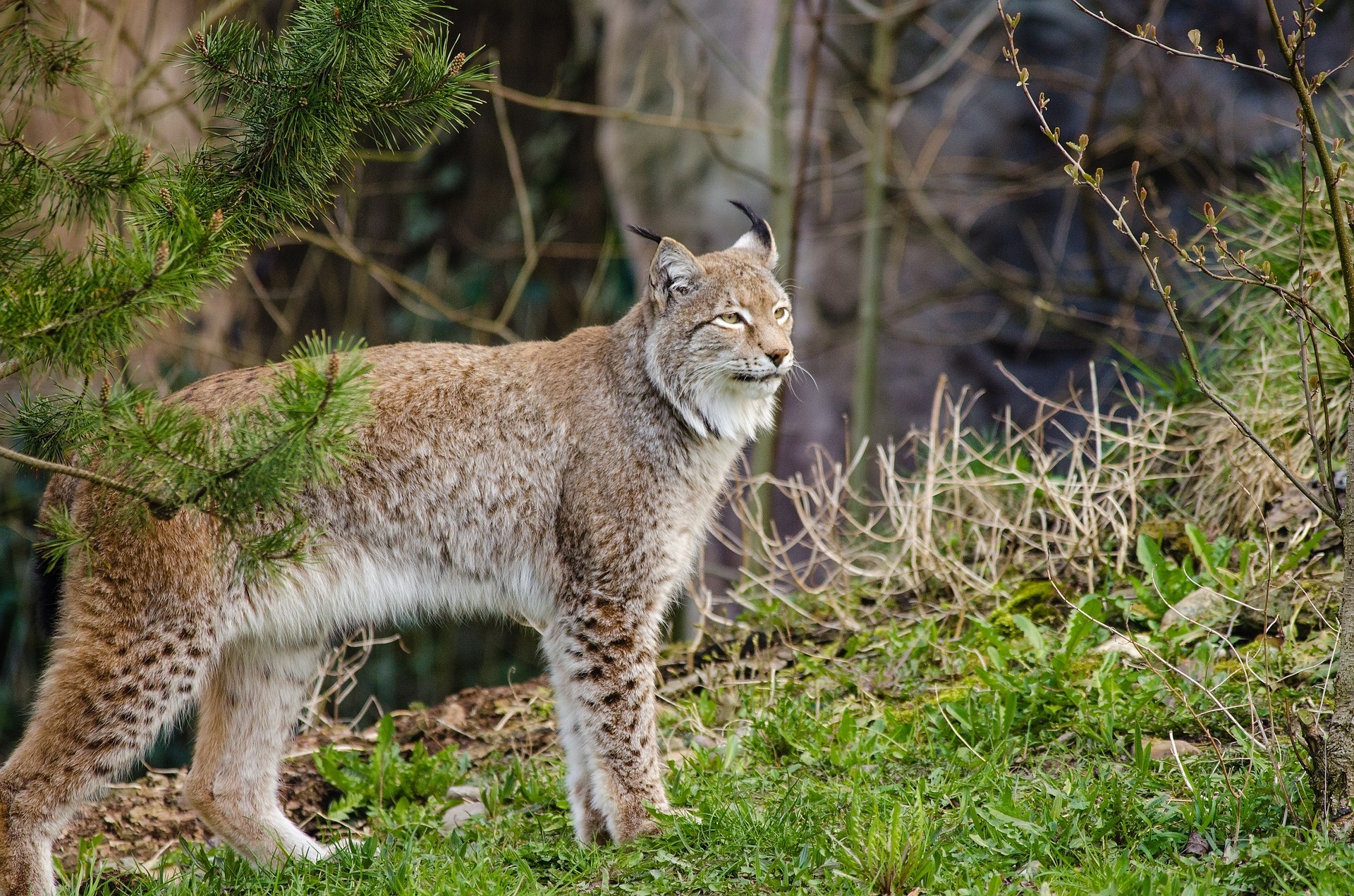 lynx-982863_1920.jpg