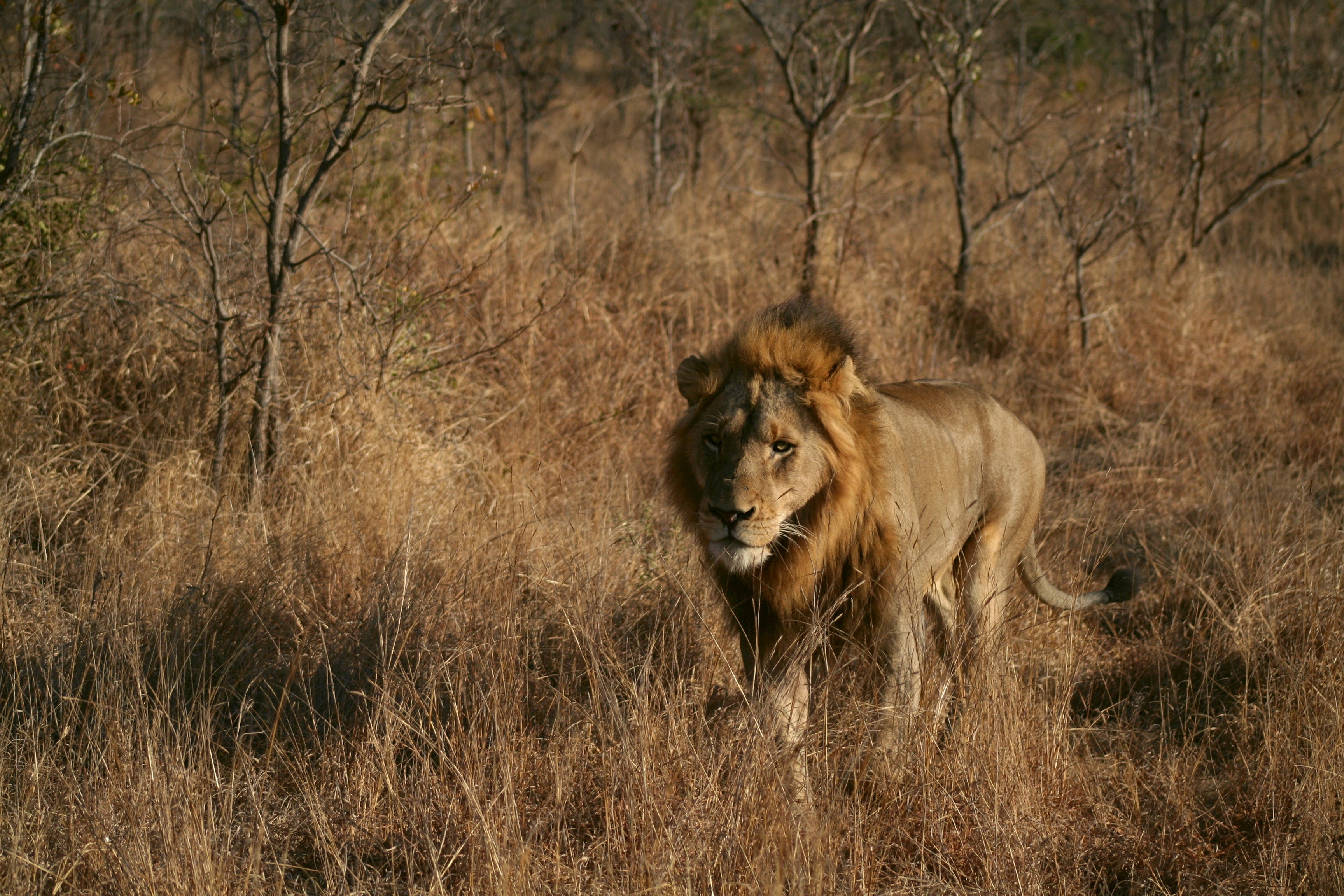 lion-2892906.jpg