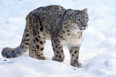 snow-leopard-1972724.jpg