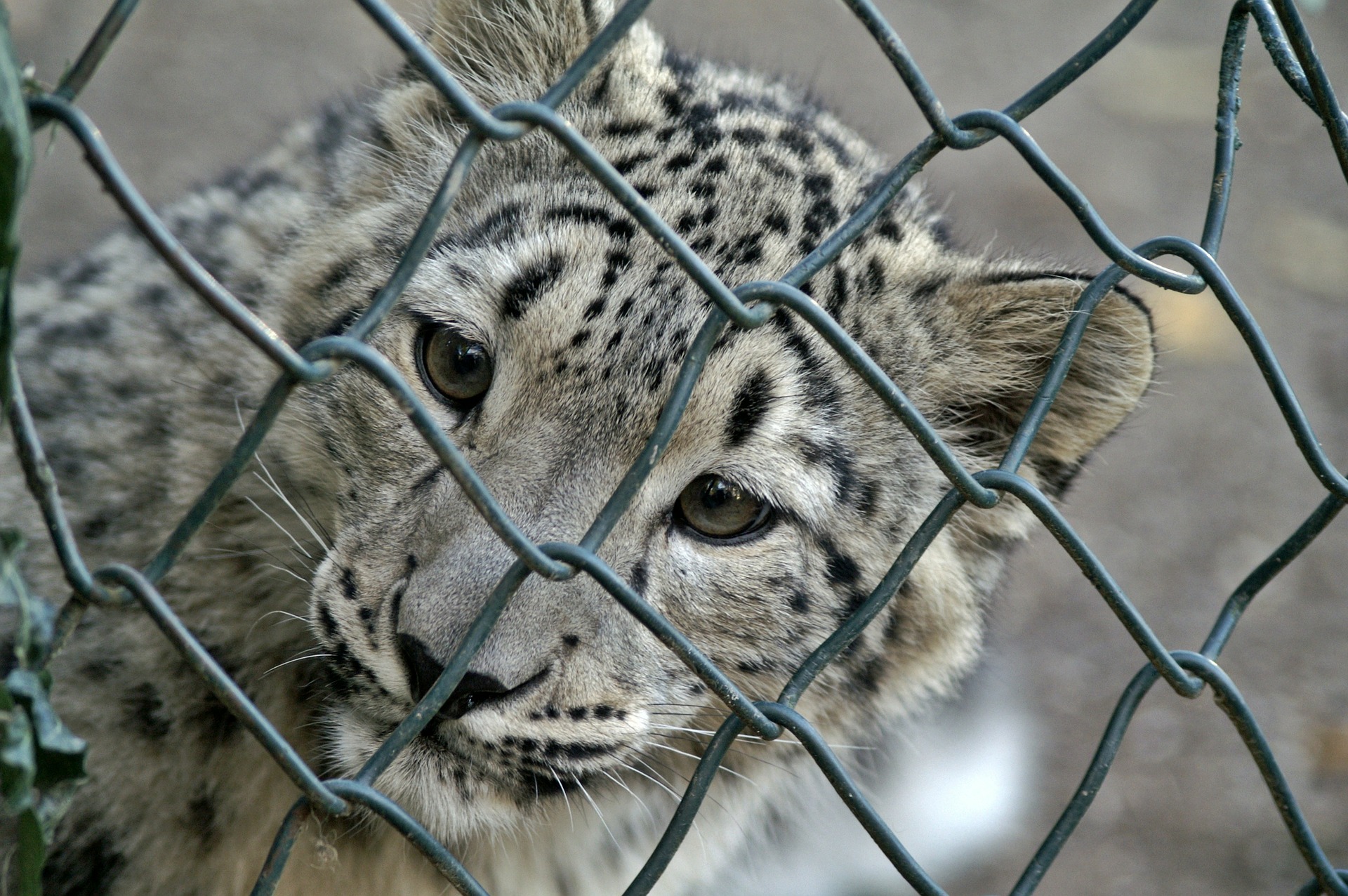 snow-leopard-70013_1920.jpg