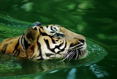 tiger-1991407.jpg