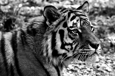 tiger-2753910.jpg