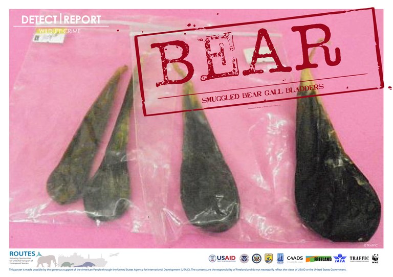 ROUTES Detect and Report Bear Awareness Poster