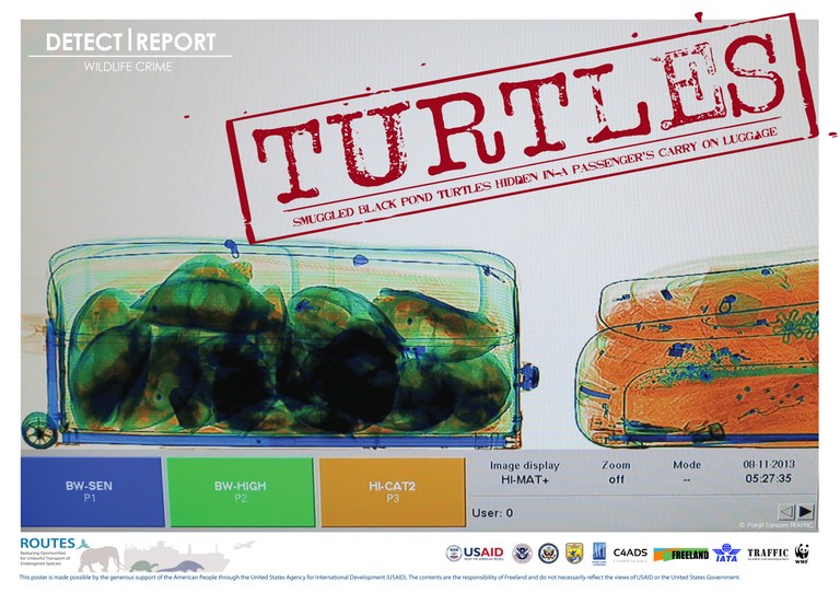 ROUTES Detect and Report Turtles Stamp Awareness Poster