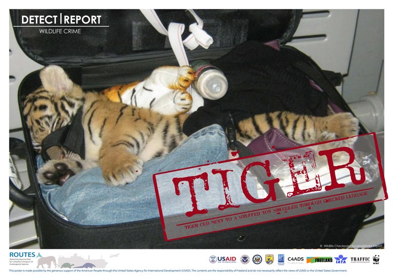 ROUTES Detect and Report Tiger Cub Stamp Awareness poster