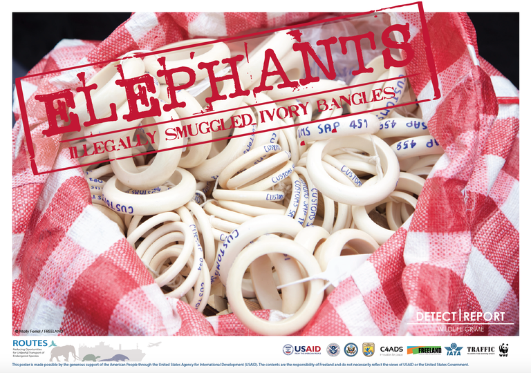 ROUTES Detect and Report Ivory Awareness Poster