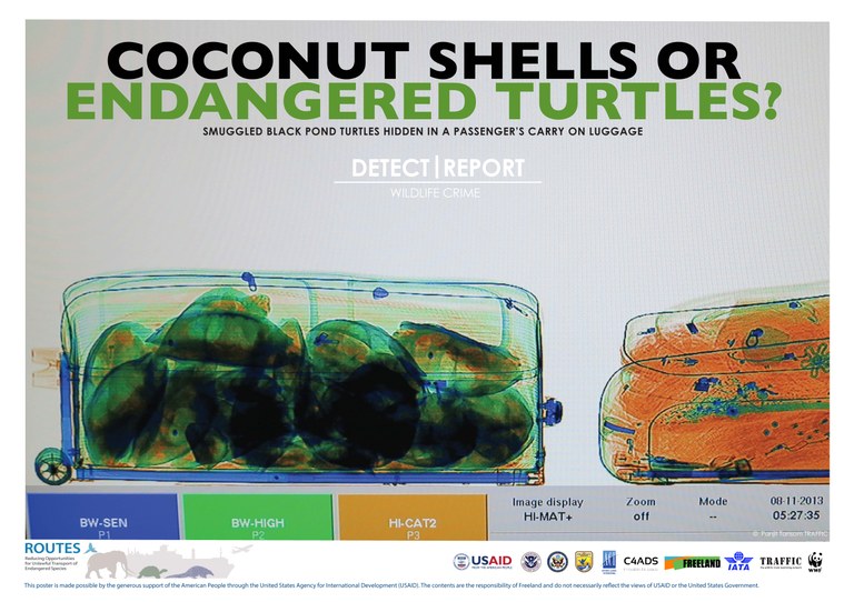 ROUTES Detect and Report Turtle Shells Awareness Poster