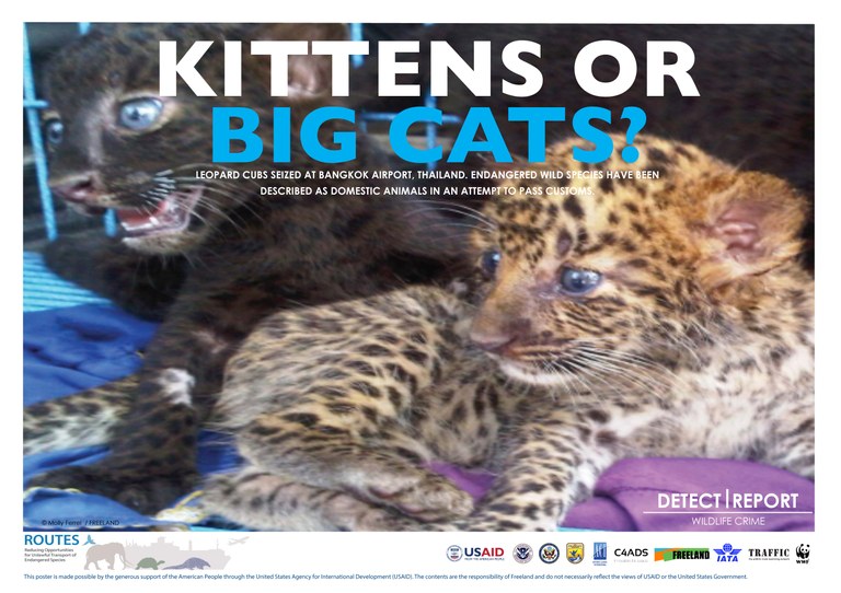 ROUTES Detect and Report Big Cats Awareness Poster