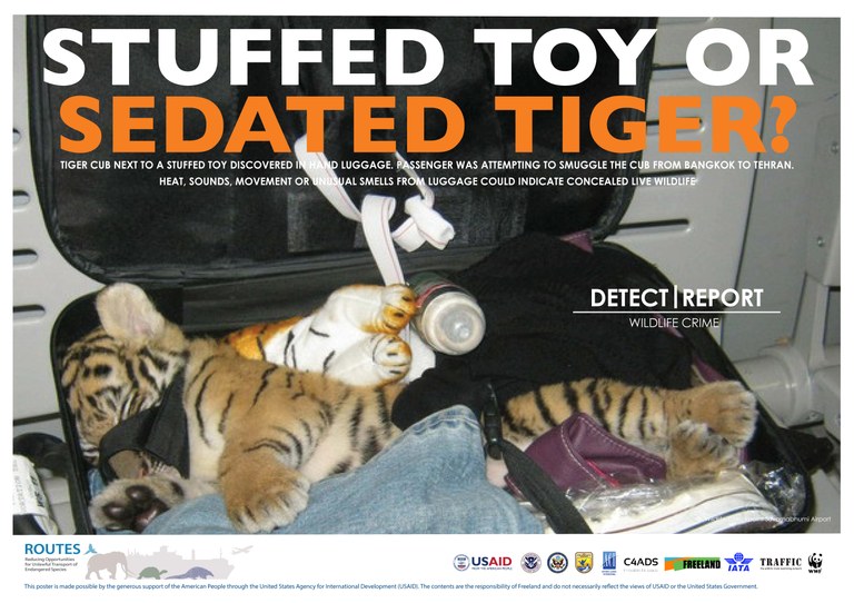 ROUTES Detect and Report Tiger Cub Awareness Poster