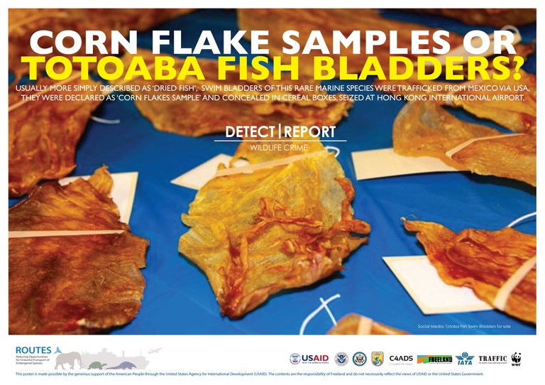 ROUTES Detect and Report Fish Awareness Poster