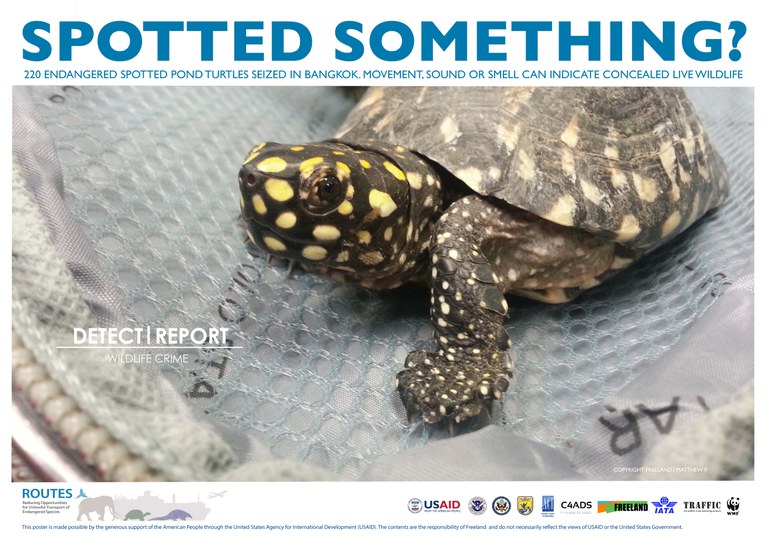 ROUTES Detect and Report Turtle Awareness Poster