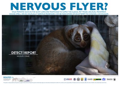 ROUTES Detect and Report Loris Awareness Poster