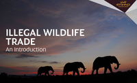 Etihad Airways Develops Industry E-Learning Course to Combat Wildlife Trafficking