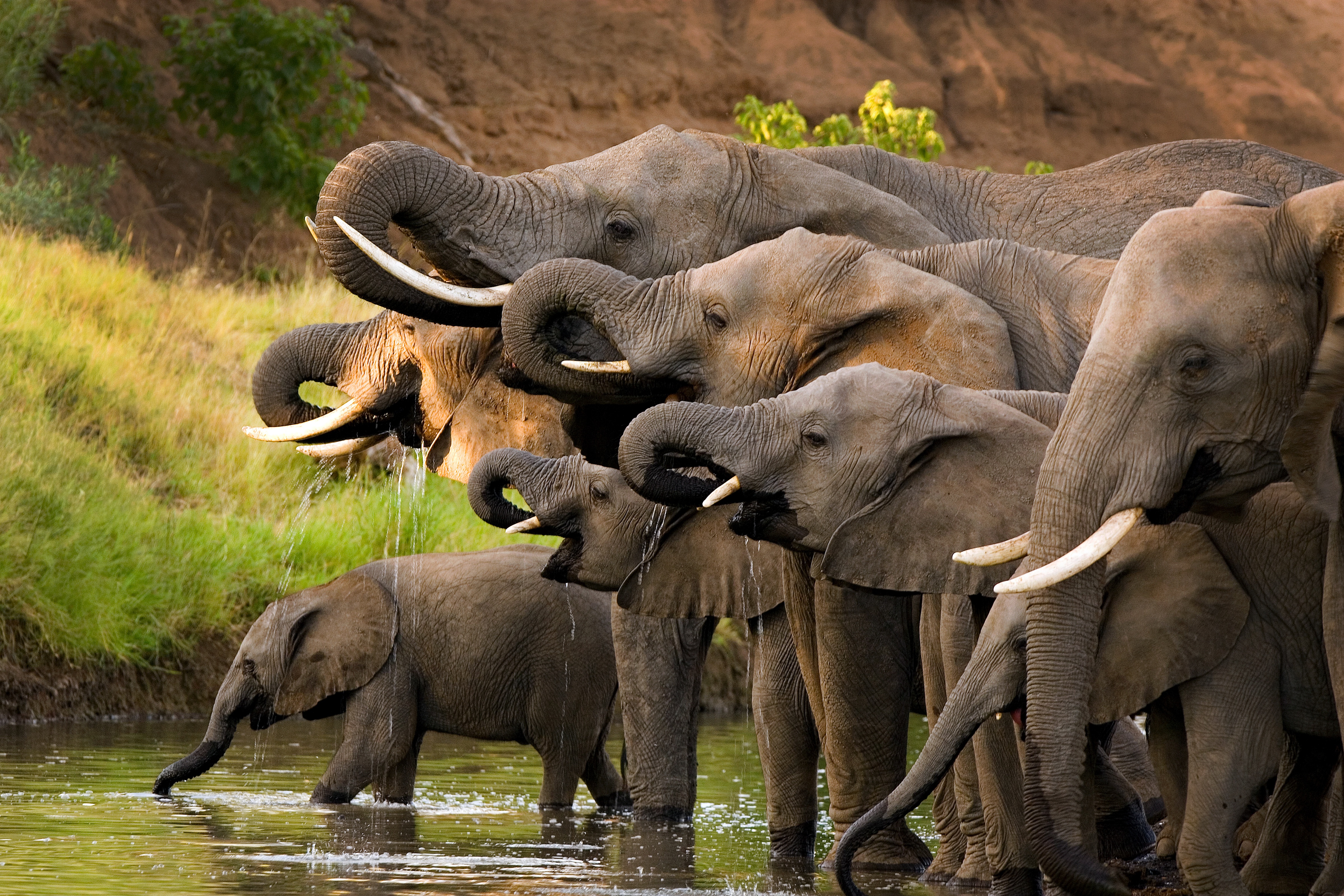 Слоновье стадо. Слоновые хоботные. Хоботные слоны. Отряды млекопитающих хоботные. Слоны стадо.