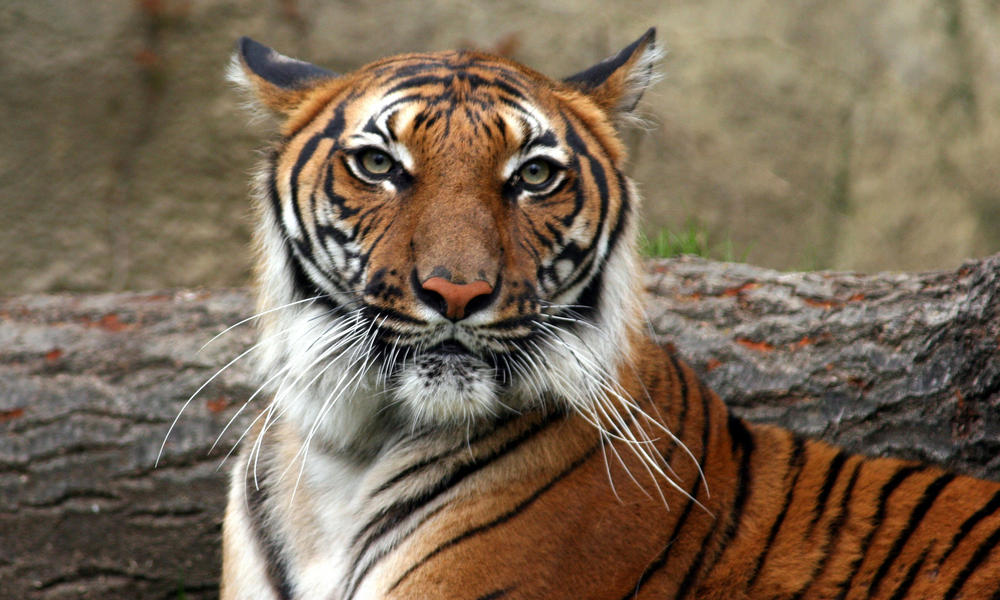 Indochinese_Tiger_8.9.2012_Hero_and_Circle_MID_243238.jpg