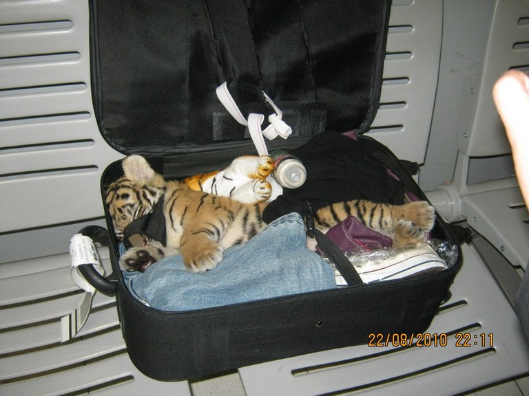 Tiger cub in bag BKK (C) Wildlife Checkpoint Suvarnabhumi Airport.jpg